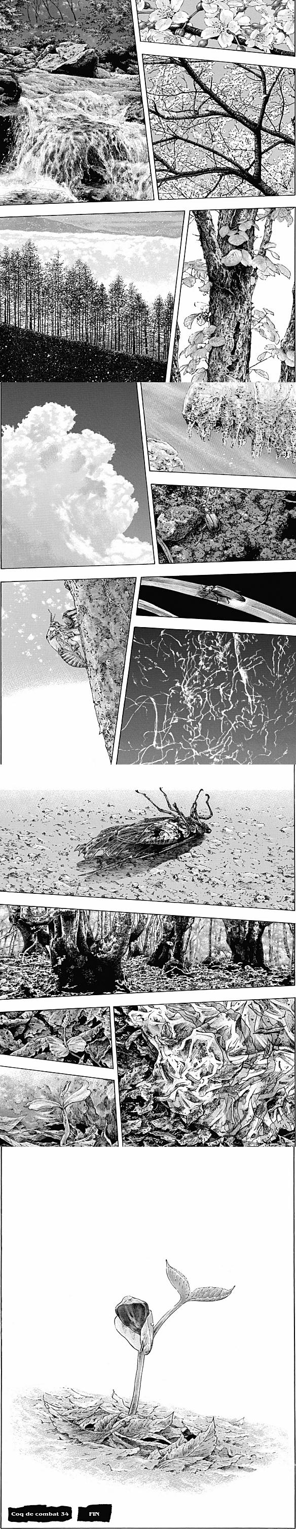Read Coq de Combat FR Manga Online